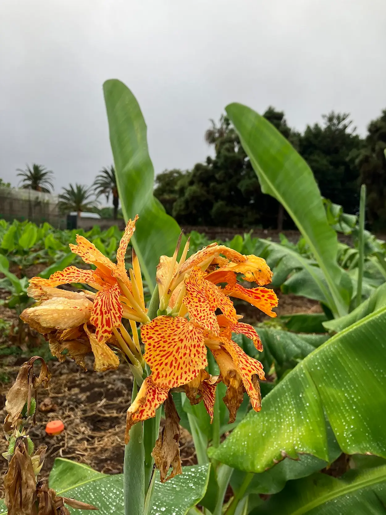 Visita Finca Platanera