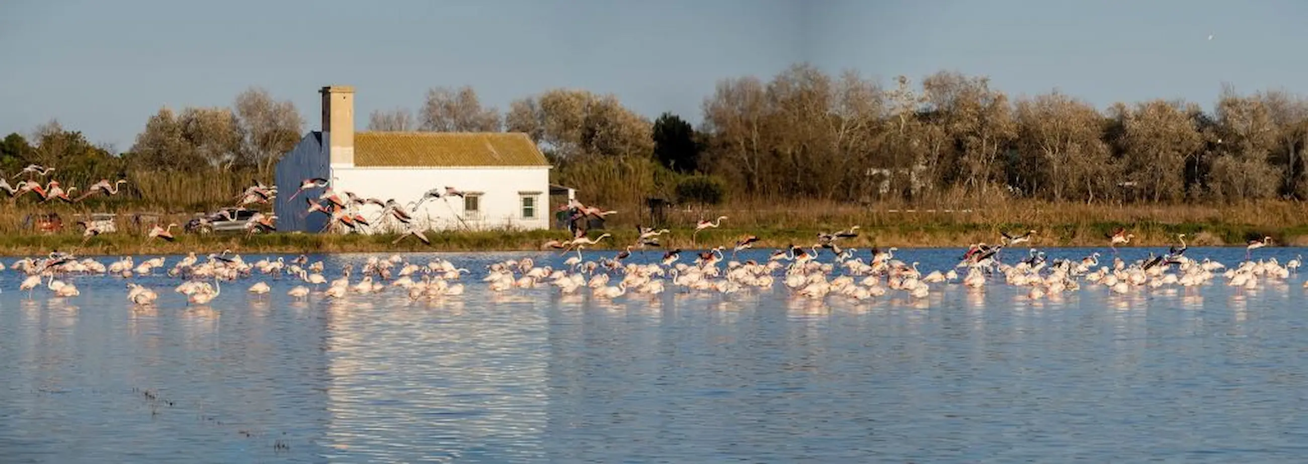 Paseo en barca por la Albufera