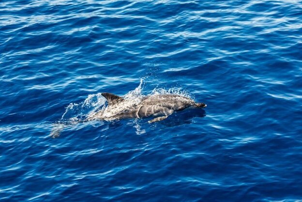 Excursión a Gibraltar y avistamiento de Delfines