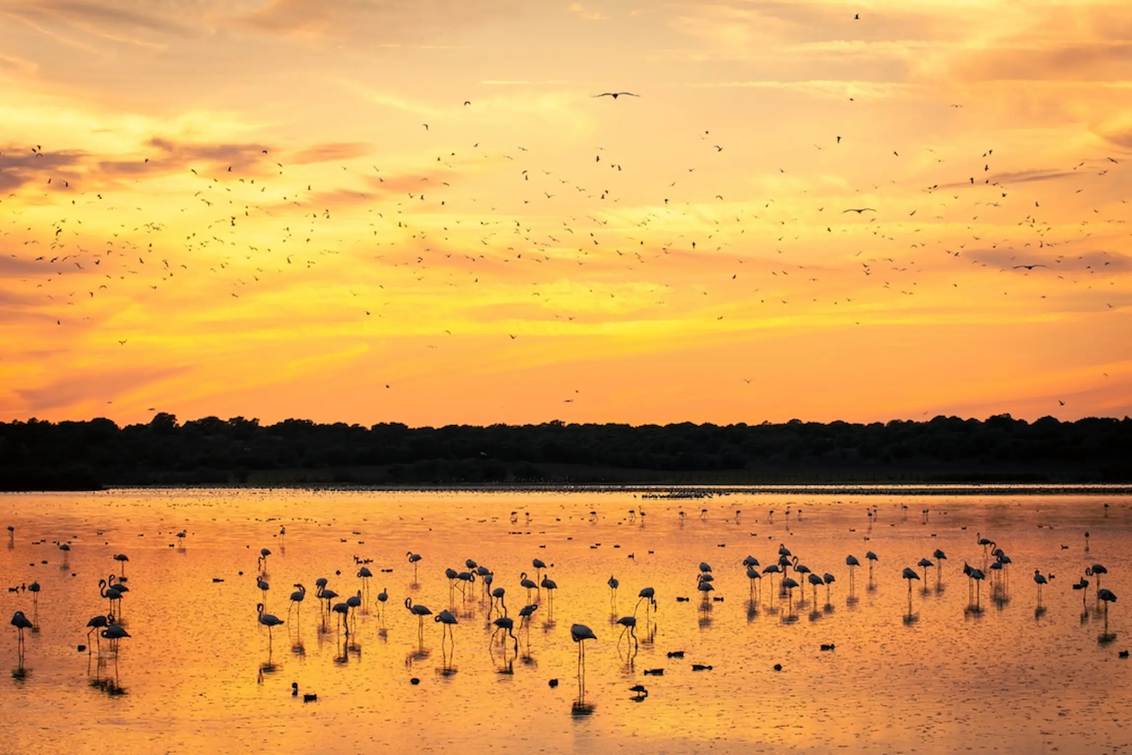 Visita guiada a Doñana