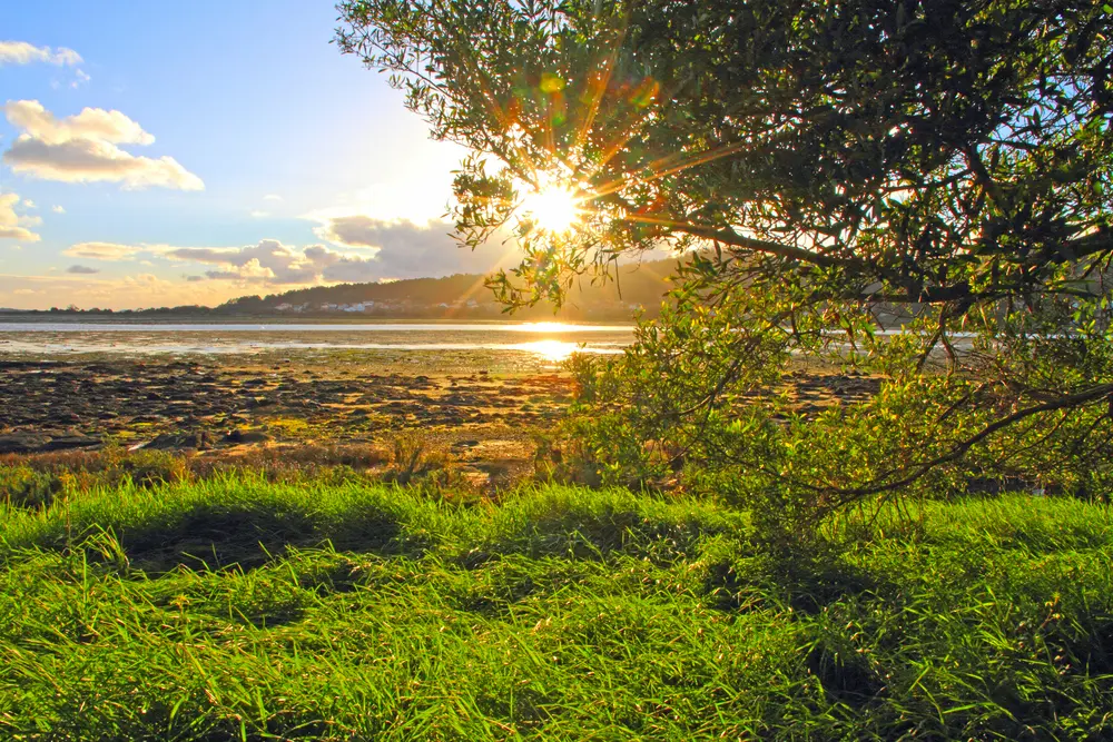 Excursión a Rias Baixas, A Toxa, Bodega y Barco desde Santiago de Compostela