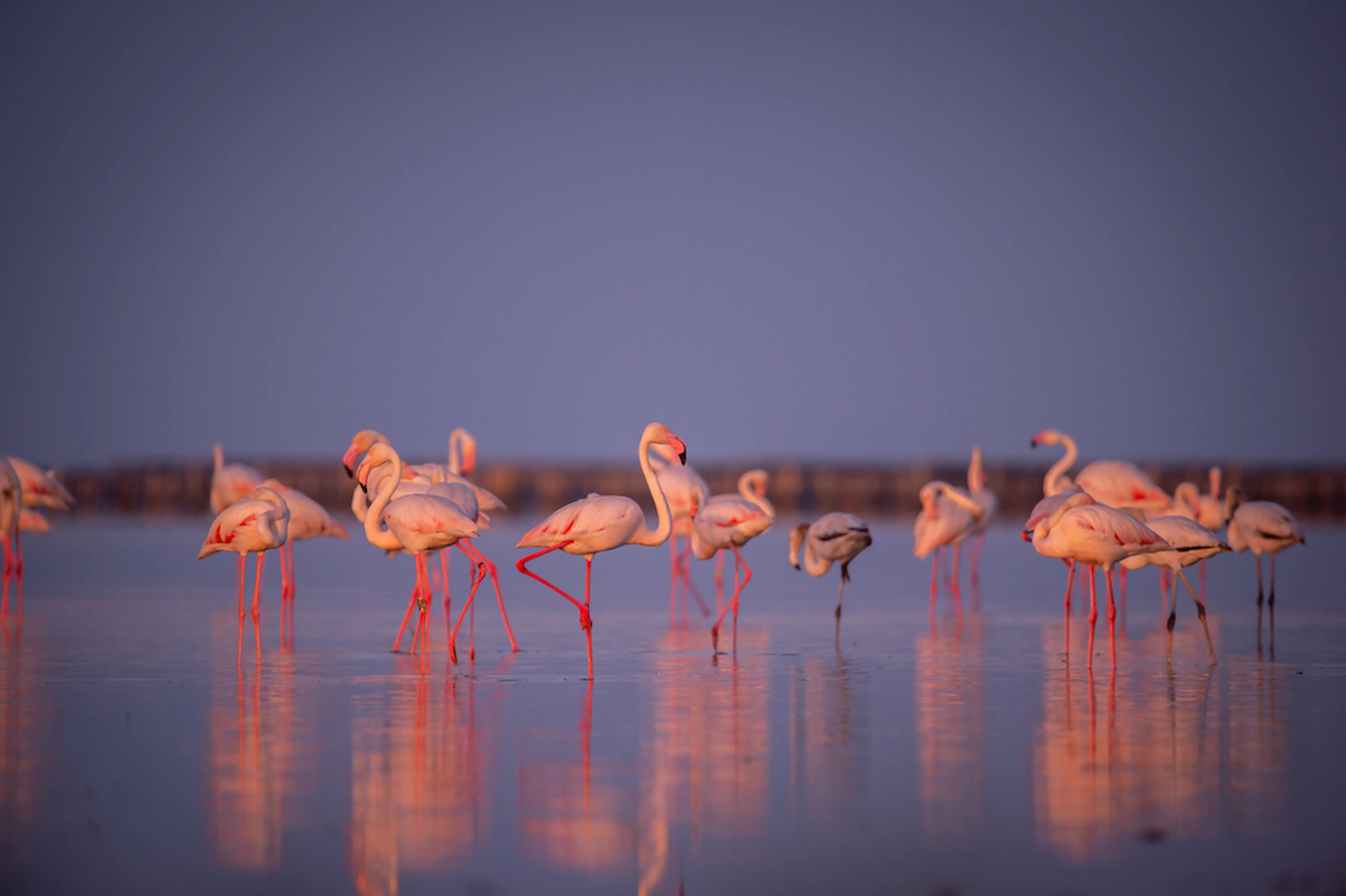 Visita guiada al gran espectáculo de aves en el Delta del Ebro