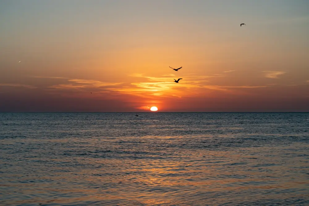 Visita guiada en el Atardecer fotográfico entre flamencos