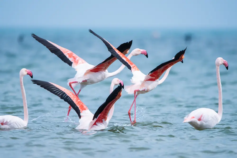 Visita guiada para el Avistamiento de Aves