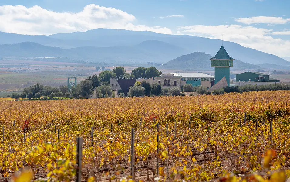 Bodega Francisco Gómez