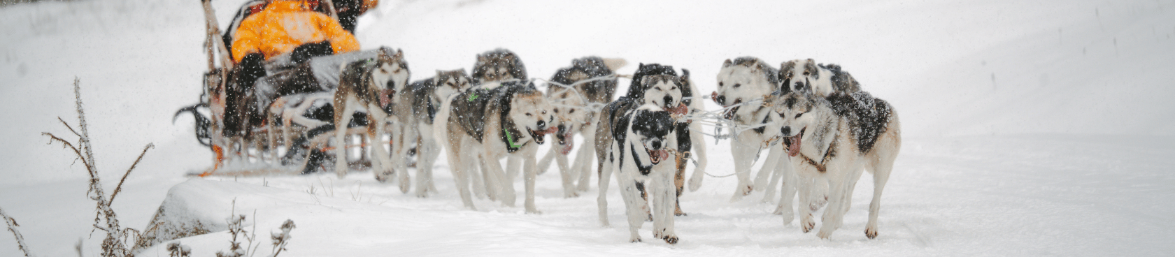 &nbsp; - Actividades de invierno