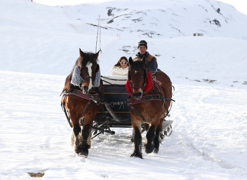 BONO REGALO | TRINEO DE CABALLOS