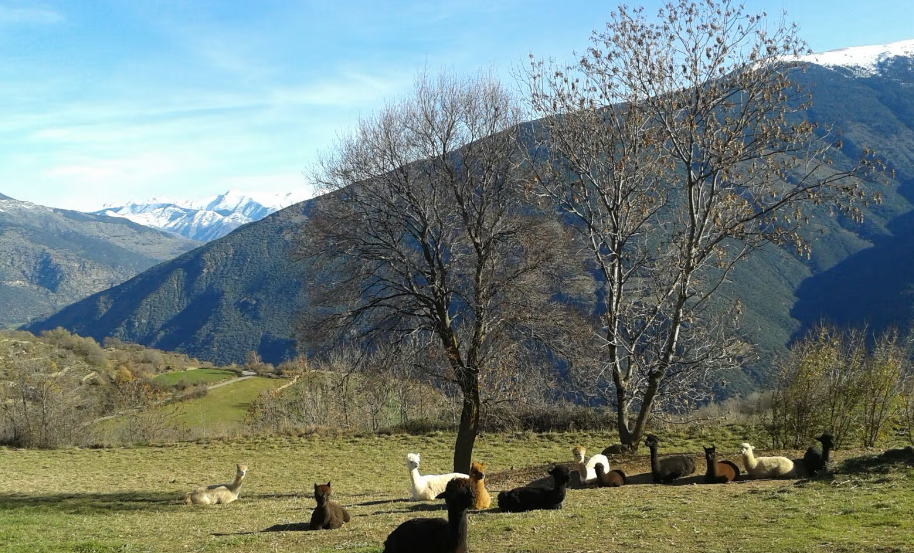 Visita a Alpaca Pirineu