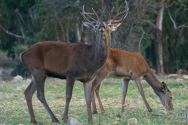 Actividades En El Medio Natural Safari Boumort ::: Ciervos Y Quebrantahuesos ::: - Berrea del ciervo en Boumort