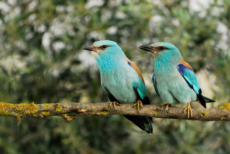 Un Paraiso Para Las Aves Ruta Ornitolígica Por El Palmeral