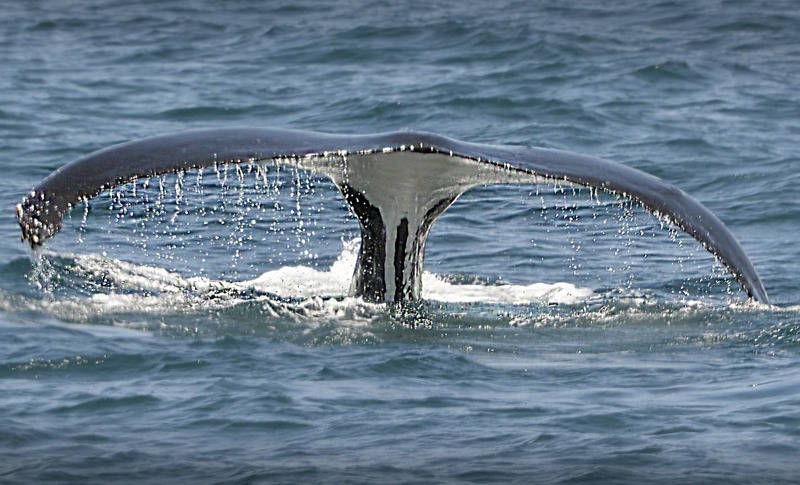 Adventure Getaway Getaway On The Costa De Los Cetáceos (Whale And Dolphin Coast)