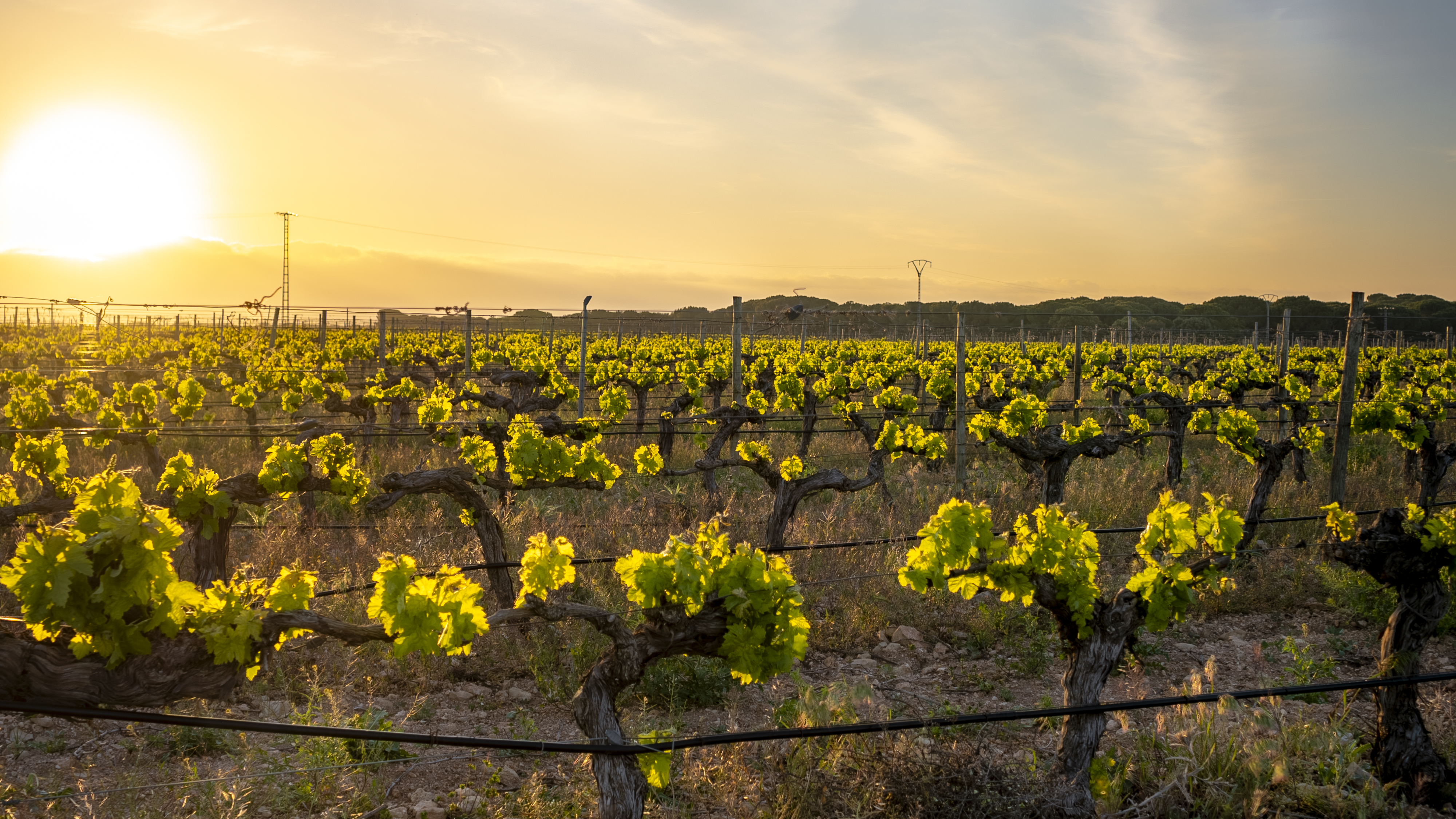 Escapada Sensaciones Esencia De Albacete, Sello De Pago