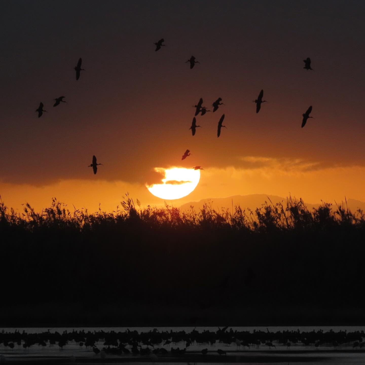 Ecotourism Birding Tour Día Completo